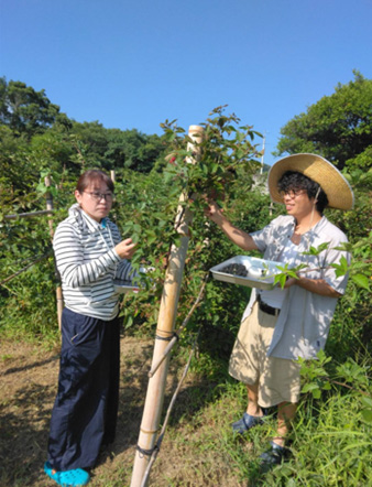 手島農園 ブラックベリー