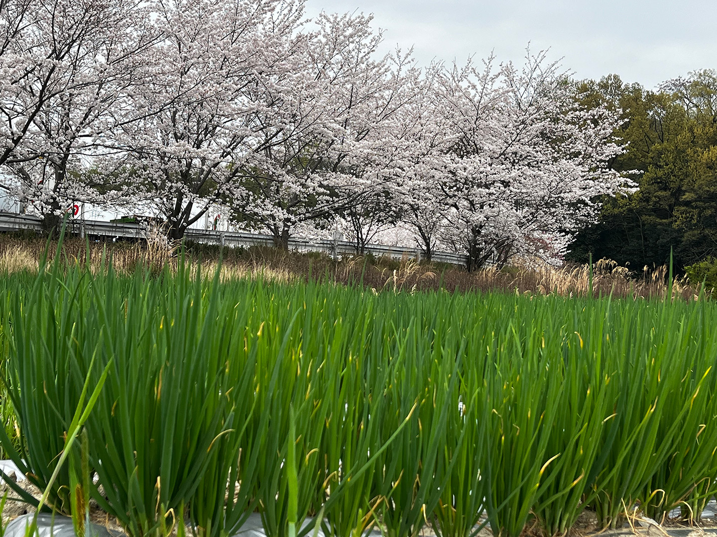 丸亀青ねぎ